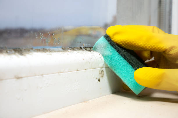 Best Commercial Mold Removal  in USA